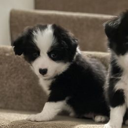Miniature Australian Shepherds from Scearce breeders