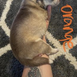 Siberian Husky Puppies from Alexandra's Siberian Huskies