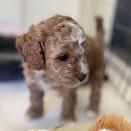 Cavapoo and Cockapoo Puppies from Benji’s Cockapoos