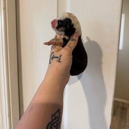 Boy 2 - Black and tan male Pembroke Welsh Corgi puppy in Aberdeen, Washington from Coastal country Farms