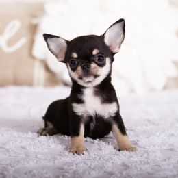 Simon - Black and tan male Chihuahua puppy in Orlando, Florida from Destiny Chihuahuas