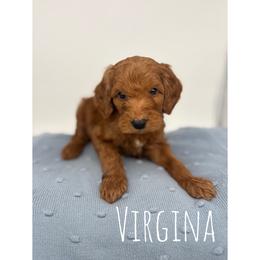 Virginia - Red  female Goldendoodle puppy in Smithfield, Kentucky from KBK9 Kennels