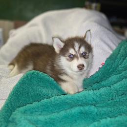 Bell - Red and white female Siberian Husky puppy in Kansas City, Missouri from Anuun's Huskies