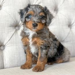 Lunchbox 🍱 - Blue merle male Aussiedoodle puppy in Granbury, Texas from Triple Cross Doodles