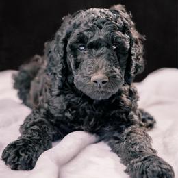 Dave - Blue male Poodle puppy in Shoreline, Washington from Fluffy Poodles
