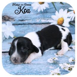 KOA - AKC Registered - Black and tan male Dachshund puppy in Graceville, Florida from Misty's 101 Doxies