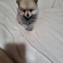 Pomeranian and Siberian Husky Puppies from Duran's huskies and pomeranians