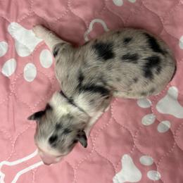 Australian Shepherd Puppies from Good Karma Aussies