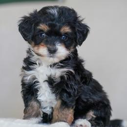 Cheerio - Tri-color male Bernedoodle puppy in Dundee, Ohio from Down Home Doodle