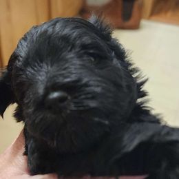 Sweet Pups Cocoa - Black Miniature Schnauzer puppy in North Zulch, Texas from Sweet Pup Schnauzers