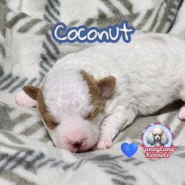 Coconut - Parti male Poodle puppy in Hoagland, Indiana from Kandyland Kennels