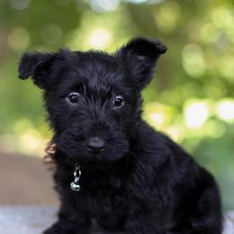 Sherlock - Black male Scottish Terrier puppy in Mount Joy, Pennsylvania from K&M Kennel
