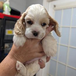 Dottie - Red and white female Cocker Spaniel puppy in Hernando, Florida from Blackwater Kennel