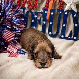Orange collar male - Red male Dachshund puppy in Pleasant Plains, Arkansas from JGBs Dachshunds