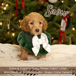 Snow - Green Collar Girl - Apricot female Goldendoodle puppy in Meadville, Pennsylvania from Doodle Paws Pups