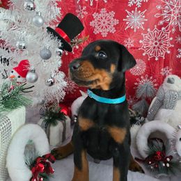Blue - Black and rust male Doberman Pinscher puppy in Anderson, Indiana from Legendary Kennels