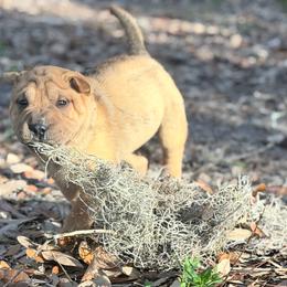 Everest - Fawn female Chinese Shar-Pei puppy in Lehigh Acres, Florida from Florida Wrinkles