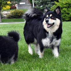 Finnish Lapphunds from NordicSol Finnish Lapphunds