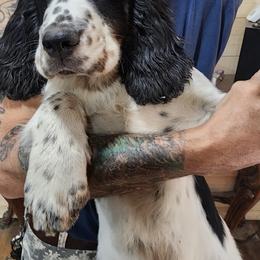 Boy 6 - male English Springer Spaniel puppy in Springdale, Washington from WorleyByrd Springers