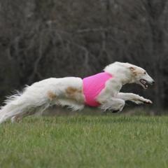 Borzois from Justart Borzoi