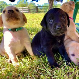 Labrador Retriever Puppies from Green Acres Labradors