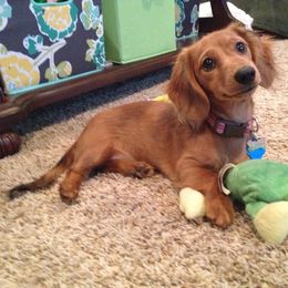 Dachshund Puppies from Dream Dachshunds