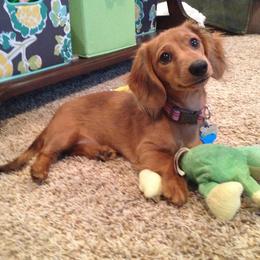 Dachshund Puppies from Dream Dachshunds