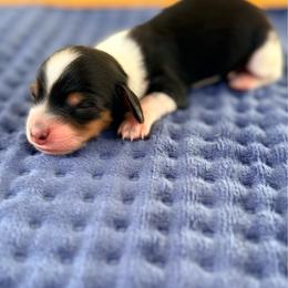 Leonardo - Black and tan male Dachshund puppy in Marion, Ohio from Doodles & Doxies