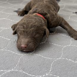 Red collar - Chocolate male Labradoodle puppy in Manor, Texas from The Lovadoodles of Texas