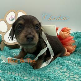 Charlotte - Blue and tan female Dachshund puppy in Waseca, Minnesota from Dragonfly Doxies