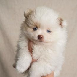 Muffin - Chocolate parti female Pomeranian puppy in Saint Ignatius, Montana from Pomeranians Montana