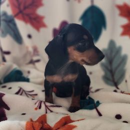 D J - Black and tan female Dachshund puppy in Goodman, Missouri from Jessica's Dashing Dachsunds and Fancy Frenchies