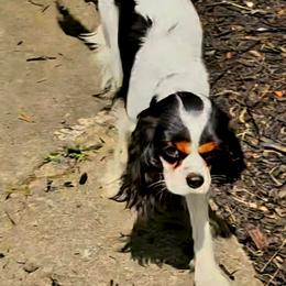 Lady - Cavalier King Charles Spaniel