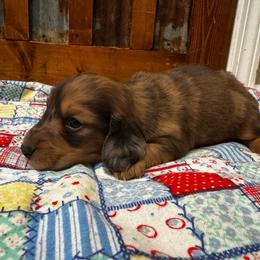 Patches - Dapple male Dachshund puppy in Licking, Missouri from Bean Creek Dachshunds & Terriers