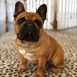 Elena - French Bulldog