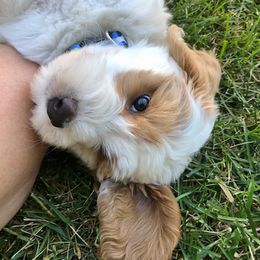 Australian Labradoodle and Goldendoodle Puppies from Sharper Doodles