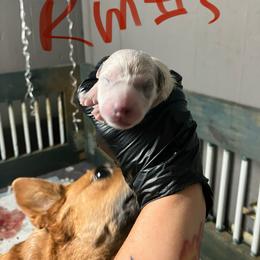 RM5 - Red speckled male Australian Cattle Dog puppy in Saint Albans, Maine from Australian Cattle Cuties and littles