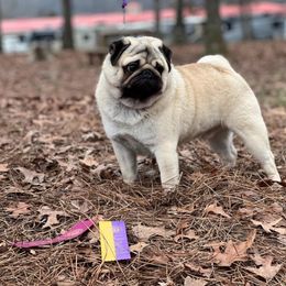 Steve - Pug
