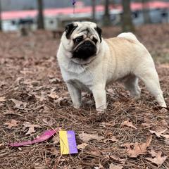 Steve - Pug