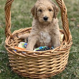 Goldendoodle Puppies from Doodles in the Skye