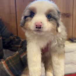 Thatcher - Blue merle male Miniature American Shepherd puppy in Ballico, California from SierraVu Minis