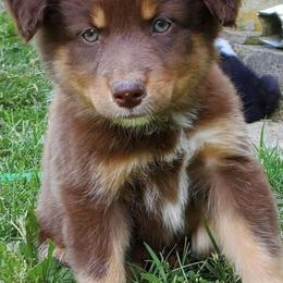 Australian Shepherds and Miniature Australian Shepherds from TTTNT Aussies