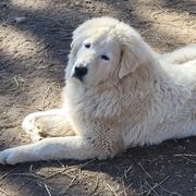 Maremma Sheepdog Puppies from JT Little Critter Farm