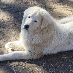 Maremma Sheepdog Puppies from JT Little Critter Farm