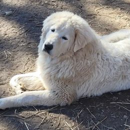 Maremma Sheepdog Puppies from JT Little Critter Farm