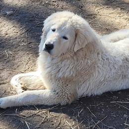 Maremma Sheepdog Puppies from JT Little Critter Farm