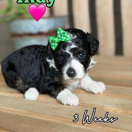 Indy - Tri-color female Bernedoodle puppy in Runaway Bay, Texas from Green Ranch Doodles