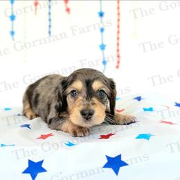 Spark - Dapple male Dachshund puppy in Greenville, North Carolina from The Gorman Farms