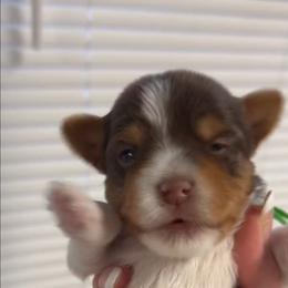 Green Collar - Chocolate, tan and white male Yorkshire Terrier puppy in Augusta, Georgia from Melissa's Paw Impressions