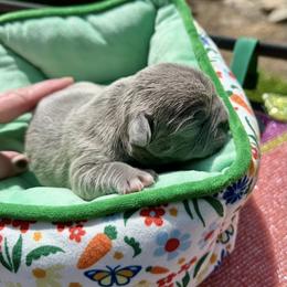 Paul - Blue male French Bulldog puppy in Pine Township, Pennsylvania from BlueCairo Frenchies